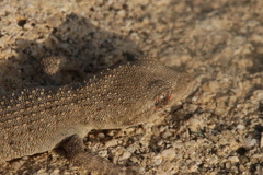Mediodactylus orientalis