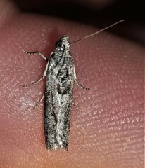 Sciota melanostyla