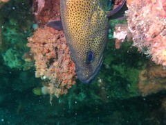 Acanthistius ocellatus