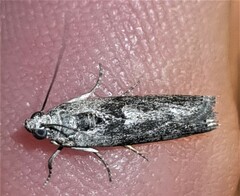 Sciota melanostyla