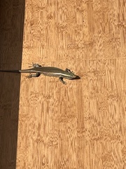 Eutropis carinata