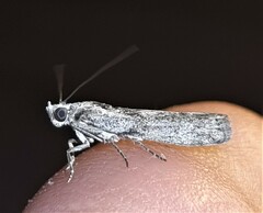 Sciota melanostyla