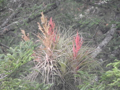 Tillandsia parryi
