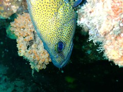 Acanthistius ocellatus