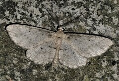 Syneora odontosticha