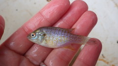 Lepomis humilis