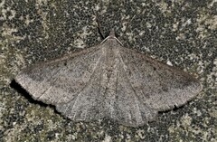 Isturgia penthearia