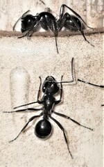Polyrhachis australis