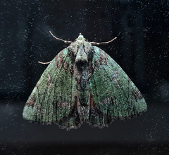 Dindica polyphaenaria