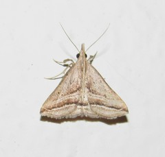 Charmodia vectis