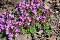 Thymus extremus