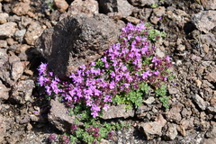 Thymus extremus
