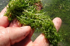 Callitriche hermaphroditica