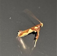 Caloptilia xanthopharella