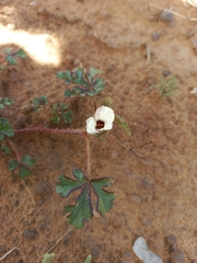 Hibiscus trionum
