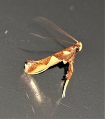 Caloptilia xanthopharella