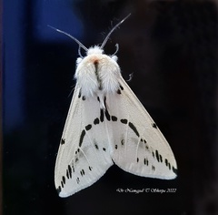 Lemyra stigmata