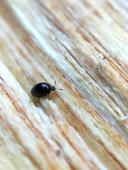 Sericoderus