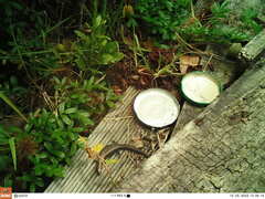 Oligosoma aeneum
