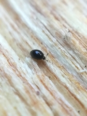 Sericoderus