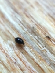 Sericoderus