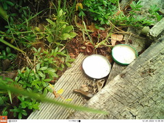 Oligosoma aeneum
