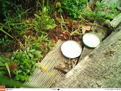 Oligosoma aeneum