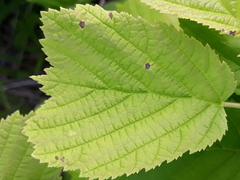 Corylus heterophylla