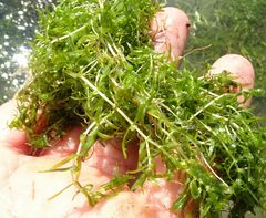 Callitriche hermaphroditica