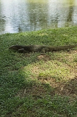 Varanus salvator