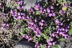 Thymus extremus