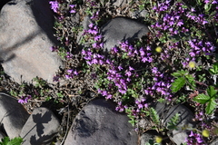 Thymus extremus