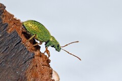 Phyllobius argentatus
