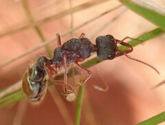 Myrmecia mandibularis