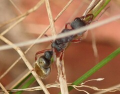 Myrmecia mandibularis
