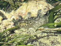 Tridacninae