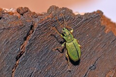 Phyllobius argentatus