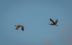 Plectropterus gambensis