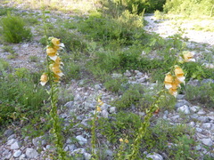 Digitalis laevigata