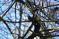 Sciurus vulgaris