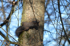 Sciurus vulgaris