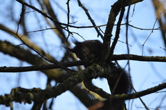 Sciurus vulgaris