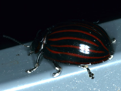 Paropsisterna octolineata