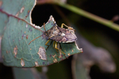 Oechalia schellenbergii