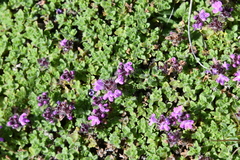 Thymus extremus
