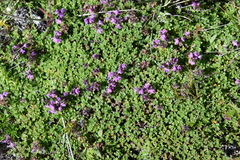 Thymus extremus