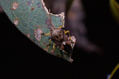 Oechalia schellenbergii