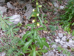 Digitalis laevigata