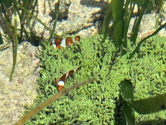 Amphiprion ocellaris