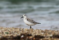 Calidris alba